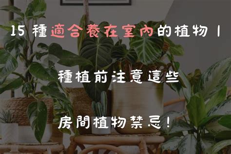 房間放植物|15 種適合養在室內的植物｜種植前注意這些房間植物 